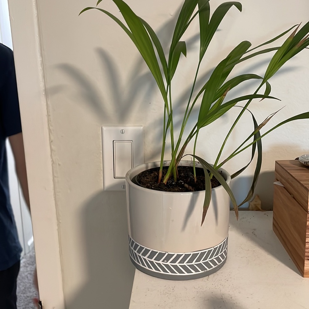 Herring bone indoor pot